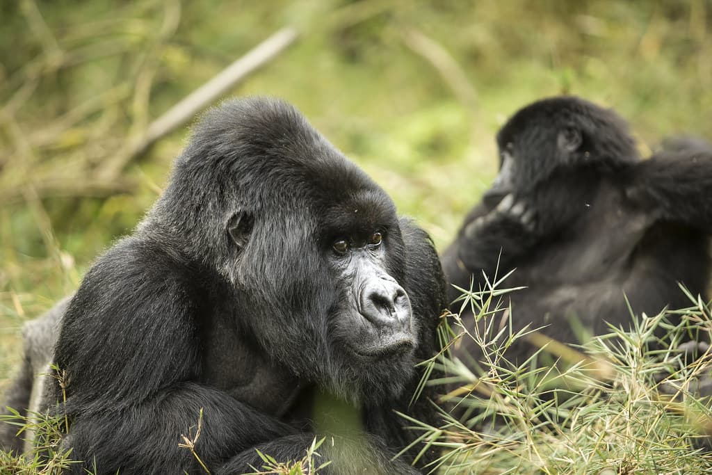 Gorilla Trekking