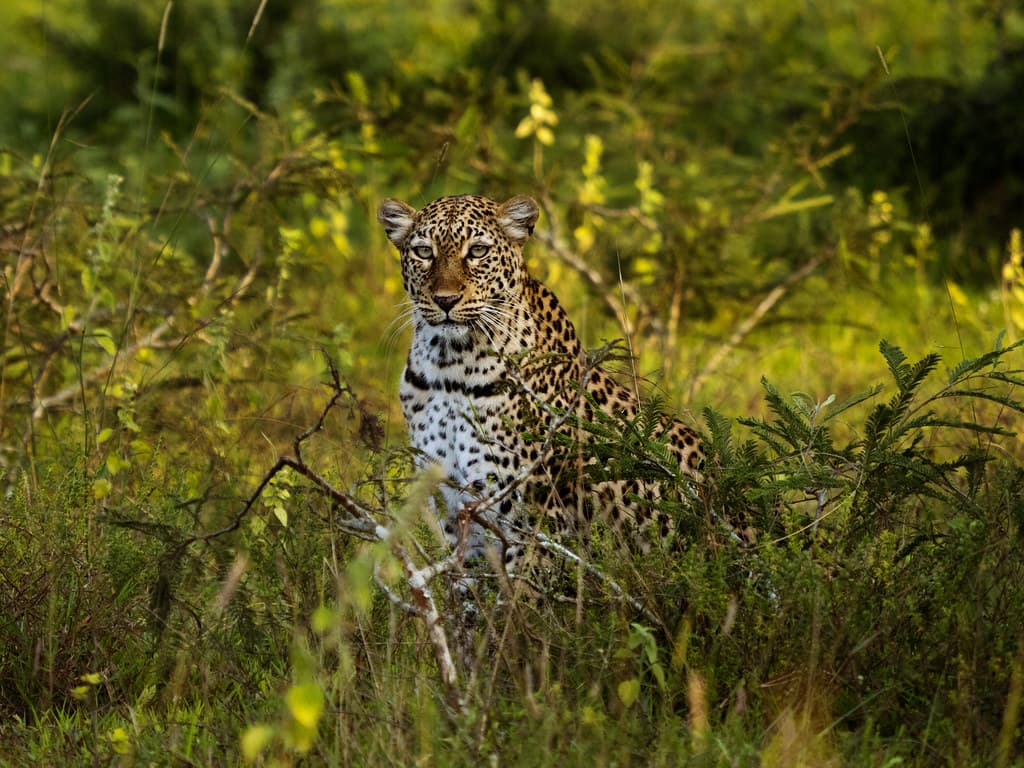 Big Five Safari
